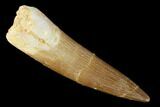Fossil Plesiosaur (Zarafasaura) Tooth - Morocco #160576-1